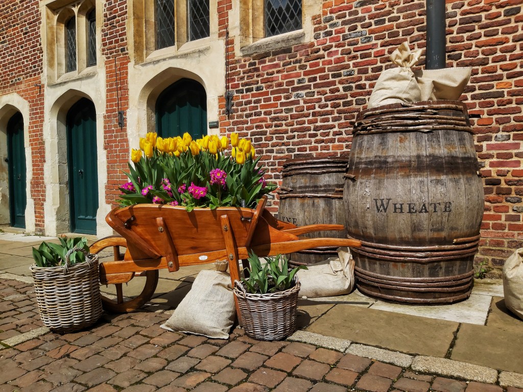 Yellow and pink tulips displayed in a wheelbarrow in Hampton Court Palace, London.