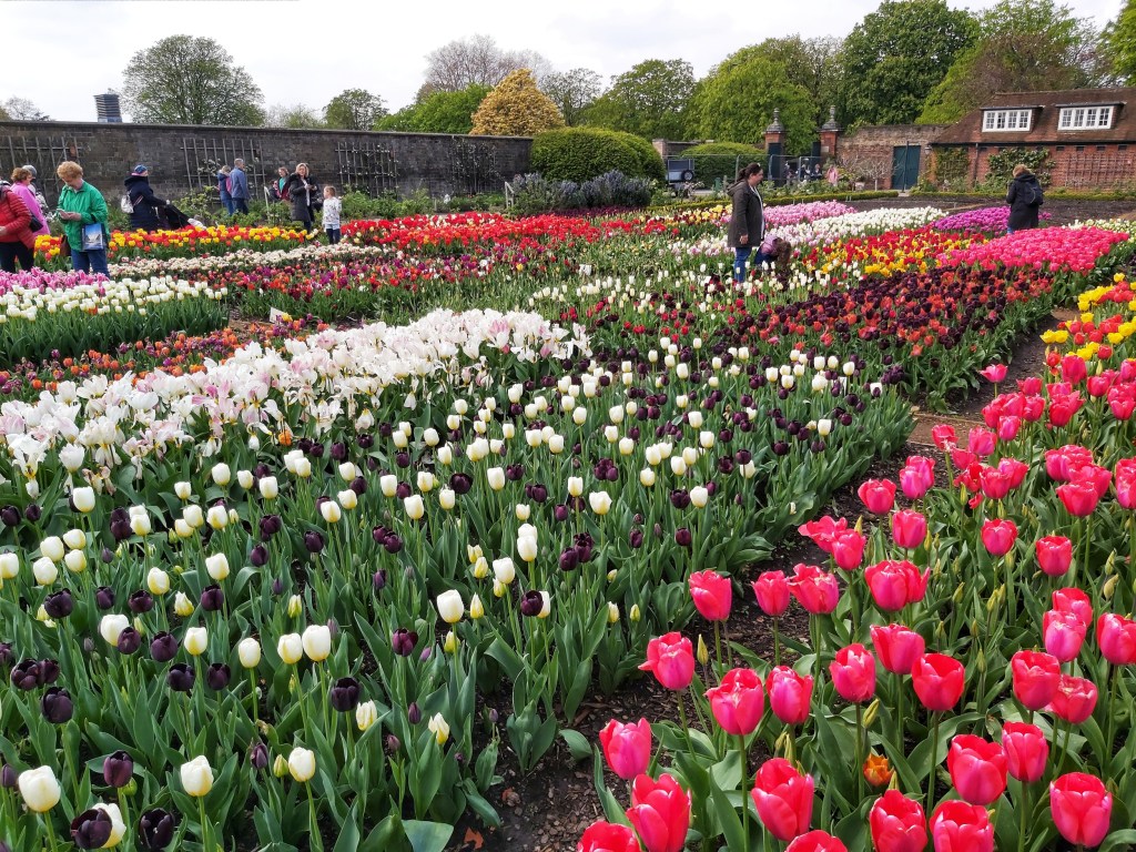 Thousands of colourful tulips in the gardens of Hampton Court Palace.