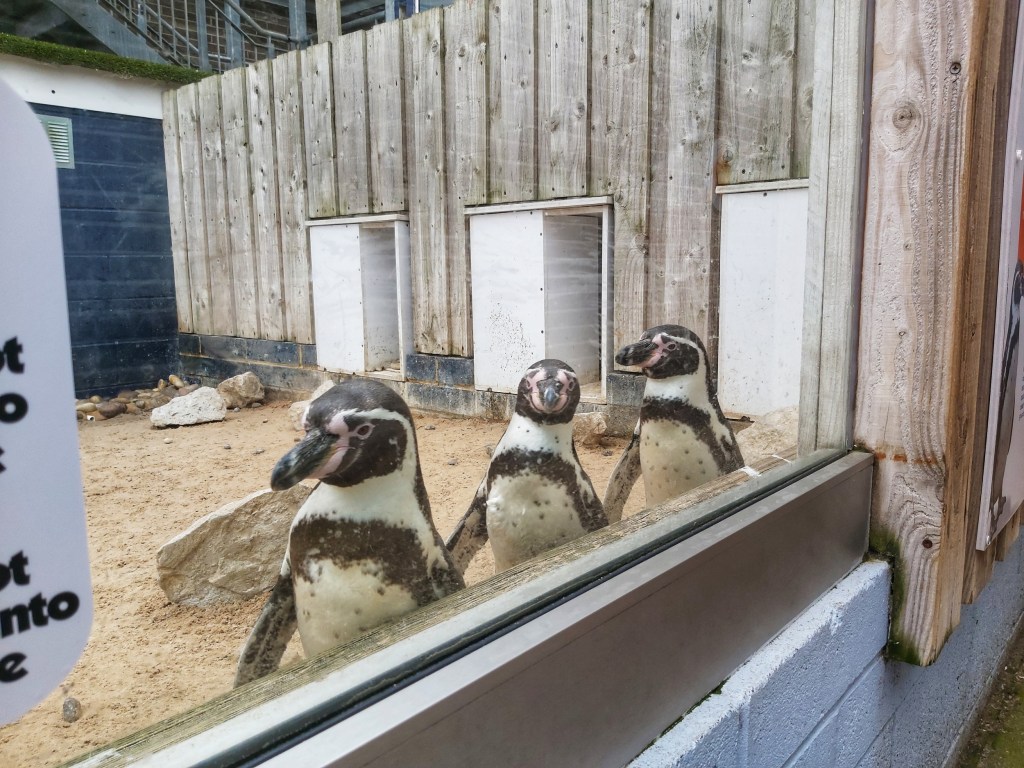 Three penguins seen through a glass wall in Sealife Adventure in Southend-on-Sea.