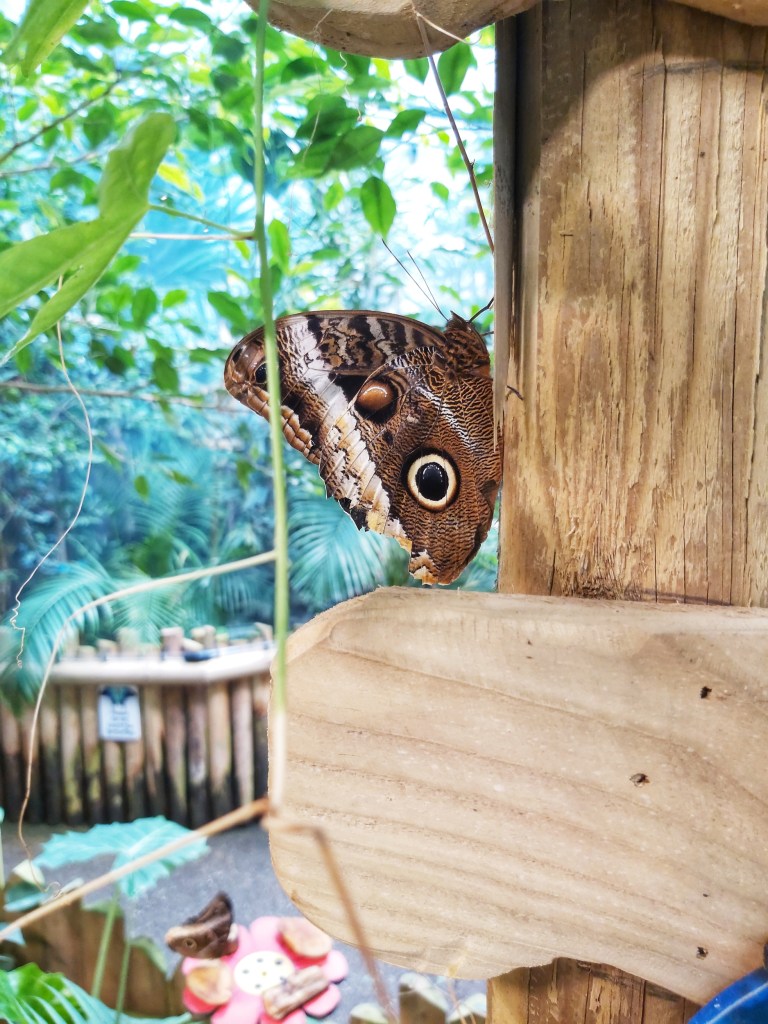Large, brown butterfly sat on a wooden beam in the butterfly house of Sealife Adventure in Southend-on-Sea.