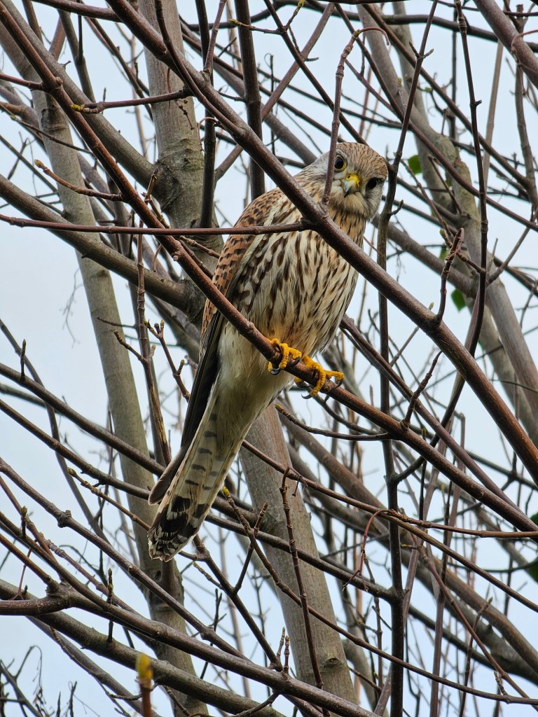 Common kestrel sitting on a tree with no leaves. The bird is looking directly at the camera.