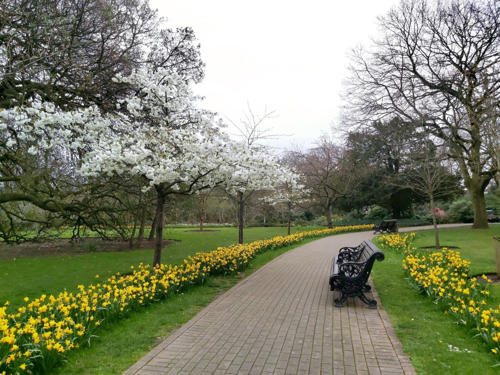 Hundreds of daffodils in a park in London, growing along a pathway.