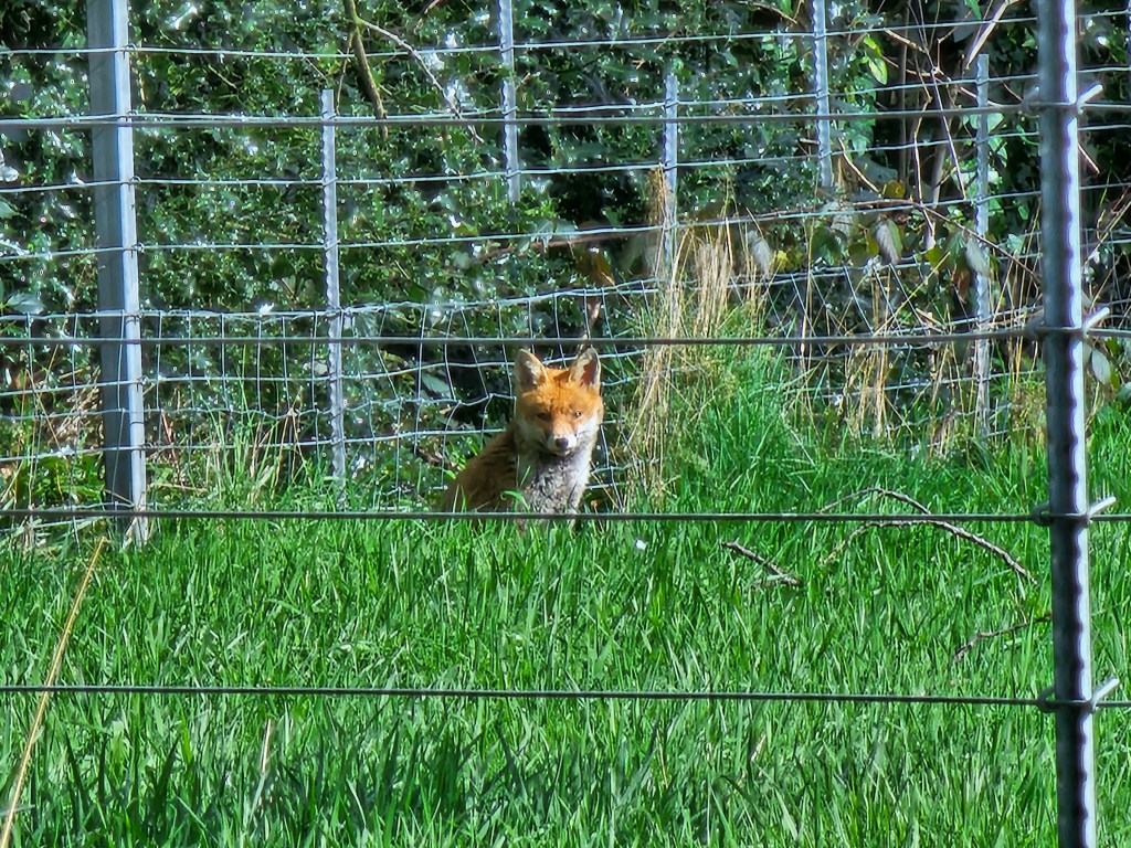 A fox resting in a tall, green grass, staring in the camera.