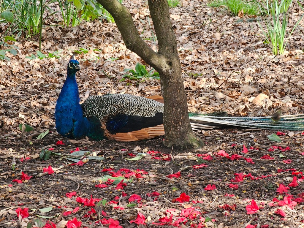 Majestic peacock resting on the ground under a tree in Holland Park, London. The ground is covered with red petals fallen from the tree.