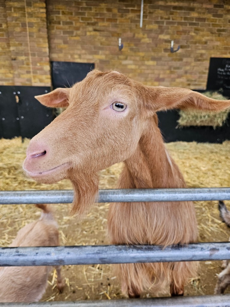 A ginger goat at Mudchute Farm in London.