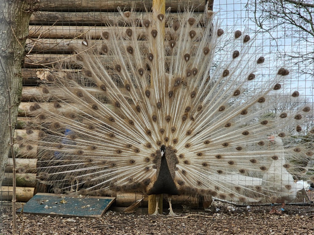 Brown peacock with its tail open at Mudchute Farm in London.
