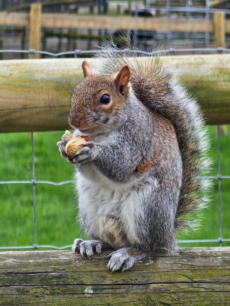 A grey squirrel sitting on a wooden fence, eating a monkey nut.