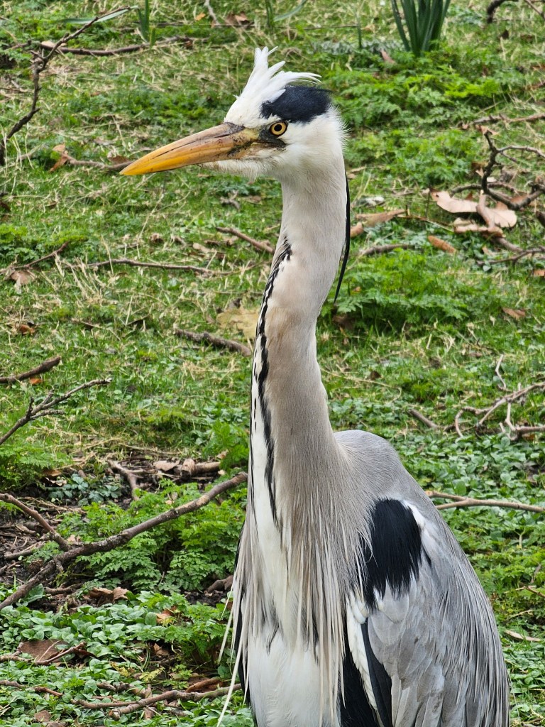 A majestic heron on the lawn in Regent's Park, London.