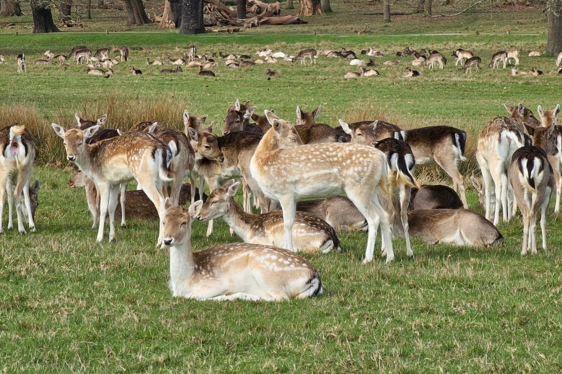 10 London Parks Worth&nbsp;Visiting