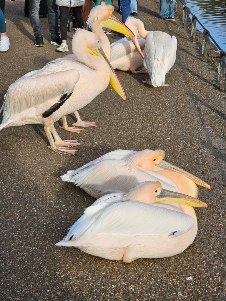 Six large pelicans resting on the pavement in St James's Park, London, amongst the pedestrians.