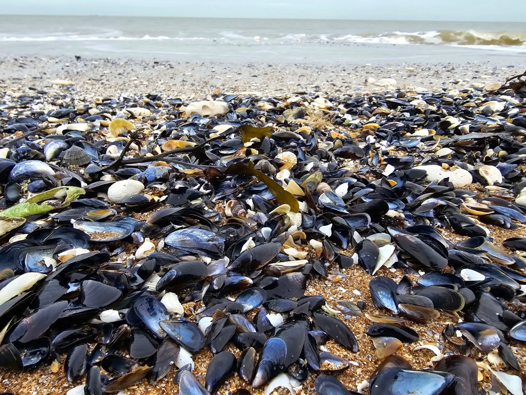 Hundreds of mussel shells on the beach in Margate, Kent, England.