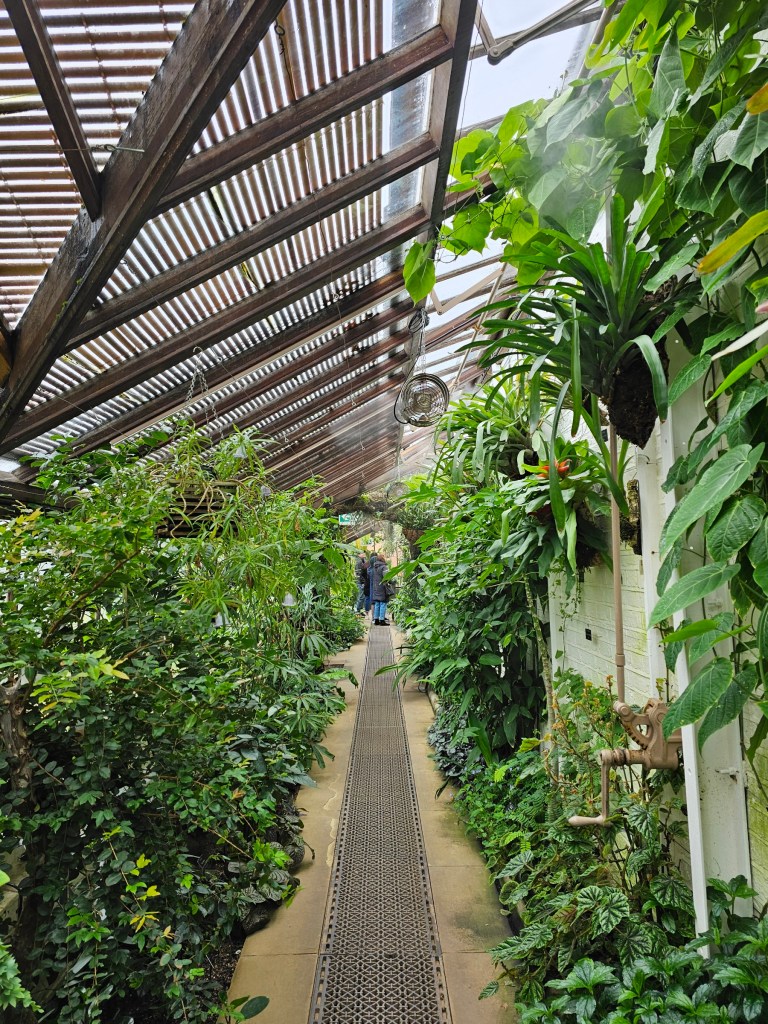 Tropical Corridor in a glasshouse at Chelsea Physic Garden, London.