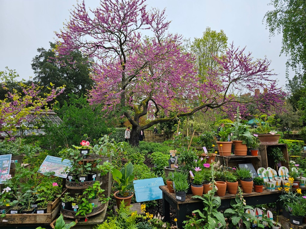 Plant festival at Chelsea Physic Garden, London. Rows of terracotta pots with plants for sale. A pink flowering tree in the background.