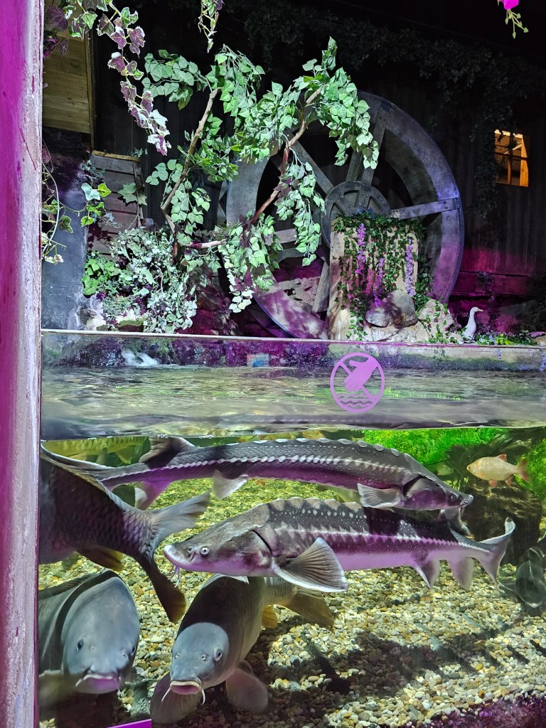A fish tank at Sea Life, Brighton. The tank is filled with strange, exotic fish.