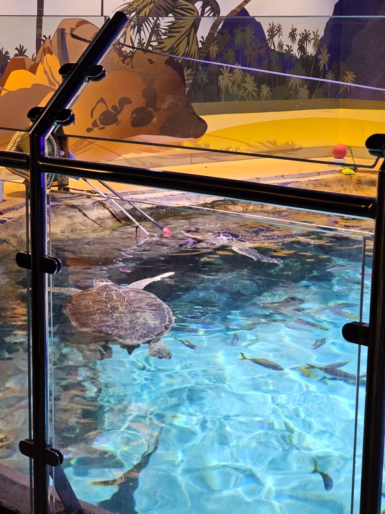 Two sea turtles being fed at Sea Life Brighton.
