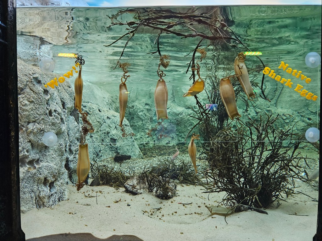 Shark eggs displayed at Sea Life Aquarium, Brighton.