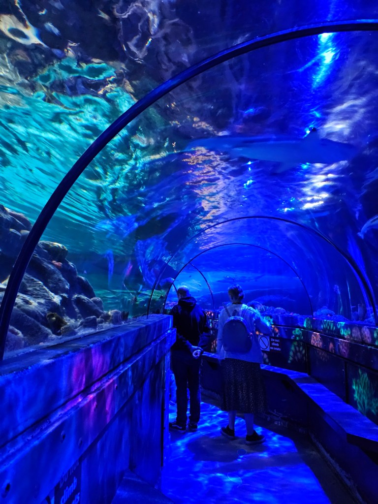 A tunnel pathway under a large fish tank at Sea Life Brighton.