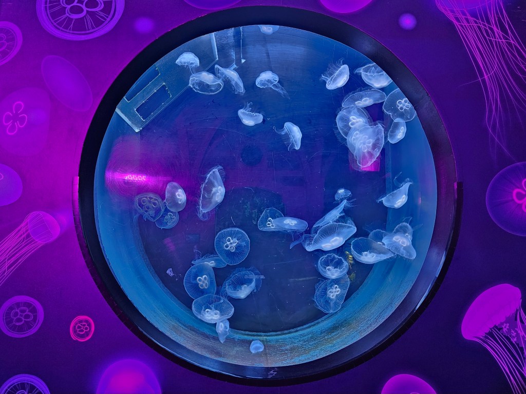 A tank filled with jellyfish at Sea Life Brighton.