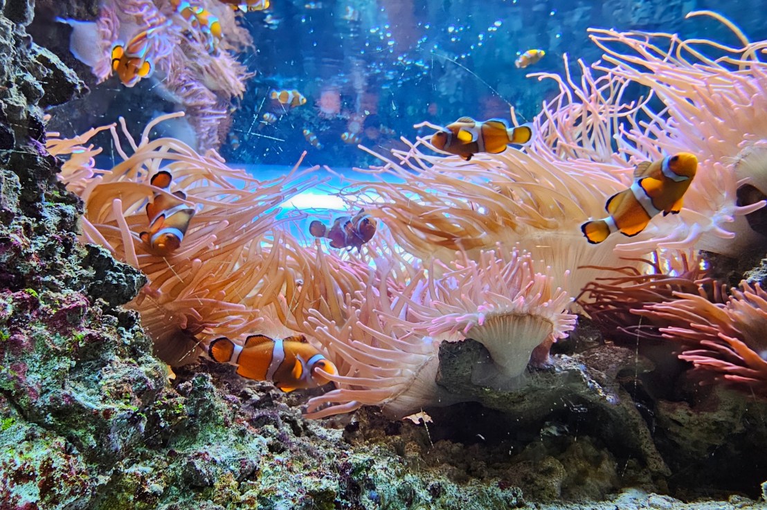 A Day In Brighton – Sea Life Brighton Aquarium &&nbsp;i360