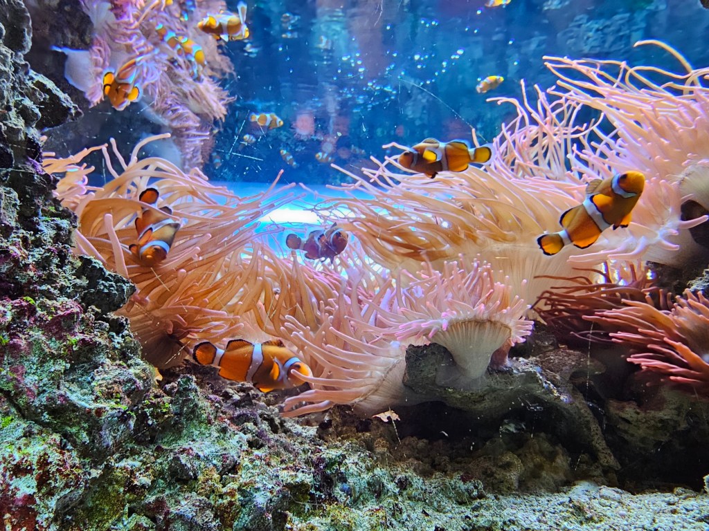 An aquarium with corals and clownfish at Sea Life Brighton.
