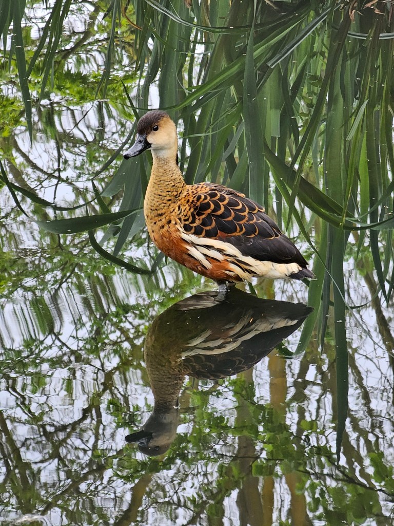 A unique duck standing in the shallow waters of a pond.
