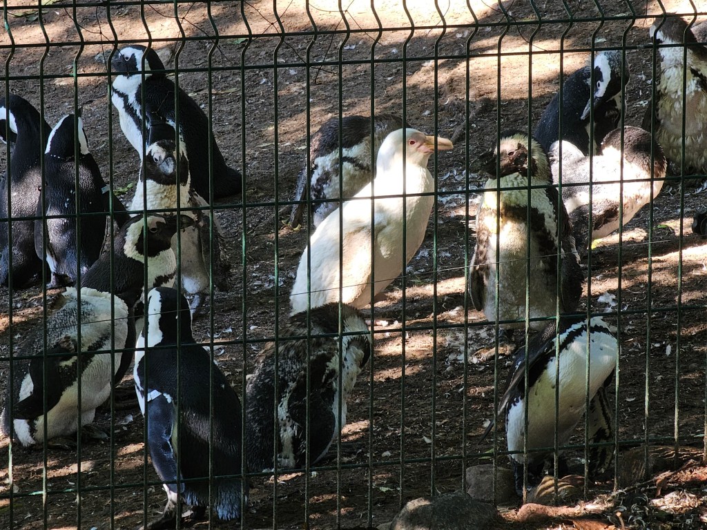 Albino Penguin named Kokosanka, surrounded by regular penguins, in Gdańsk Zoo.