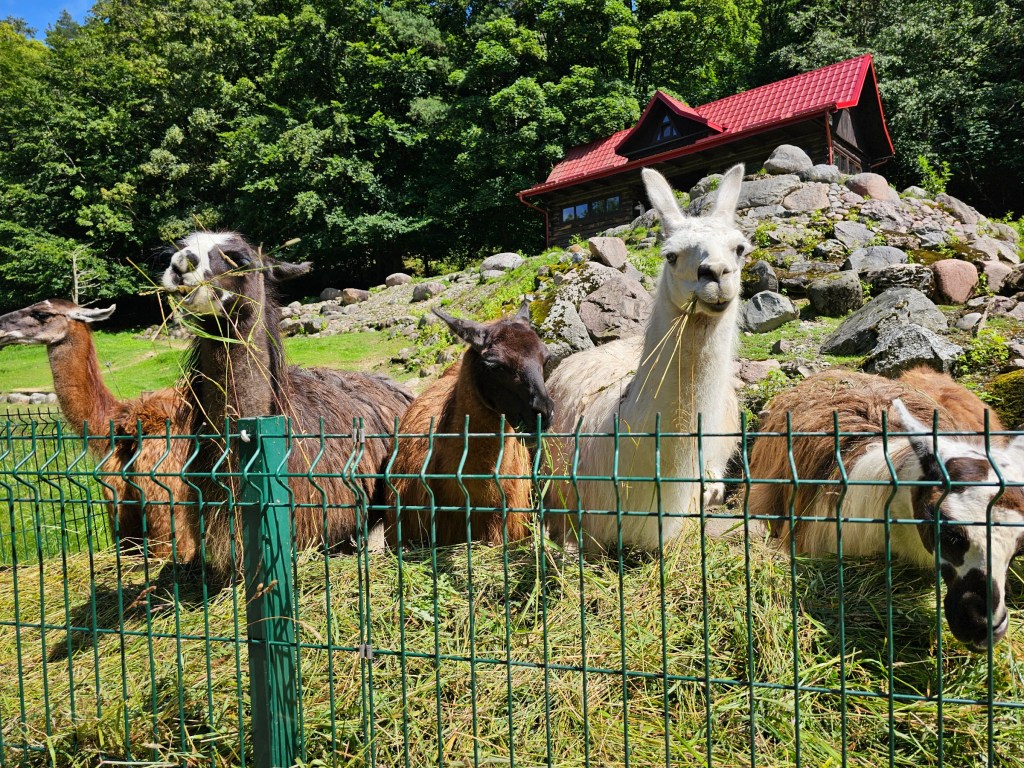 Llamas in Gdańsk Zoo. The llamas are sitting along the fence, facing the visitors, grazing on hay.