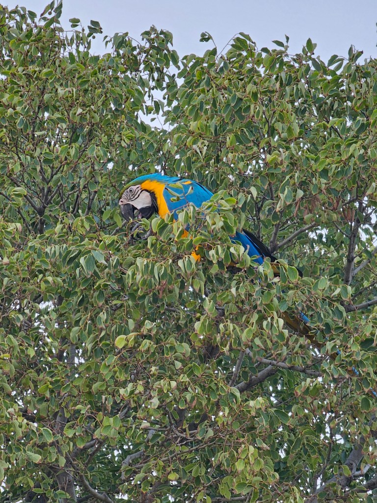 A large blue and yellow parrot sitting on a tree.