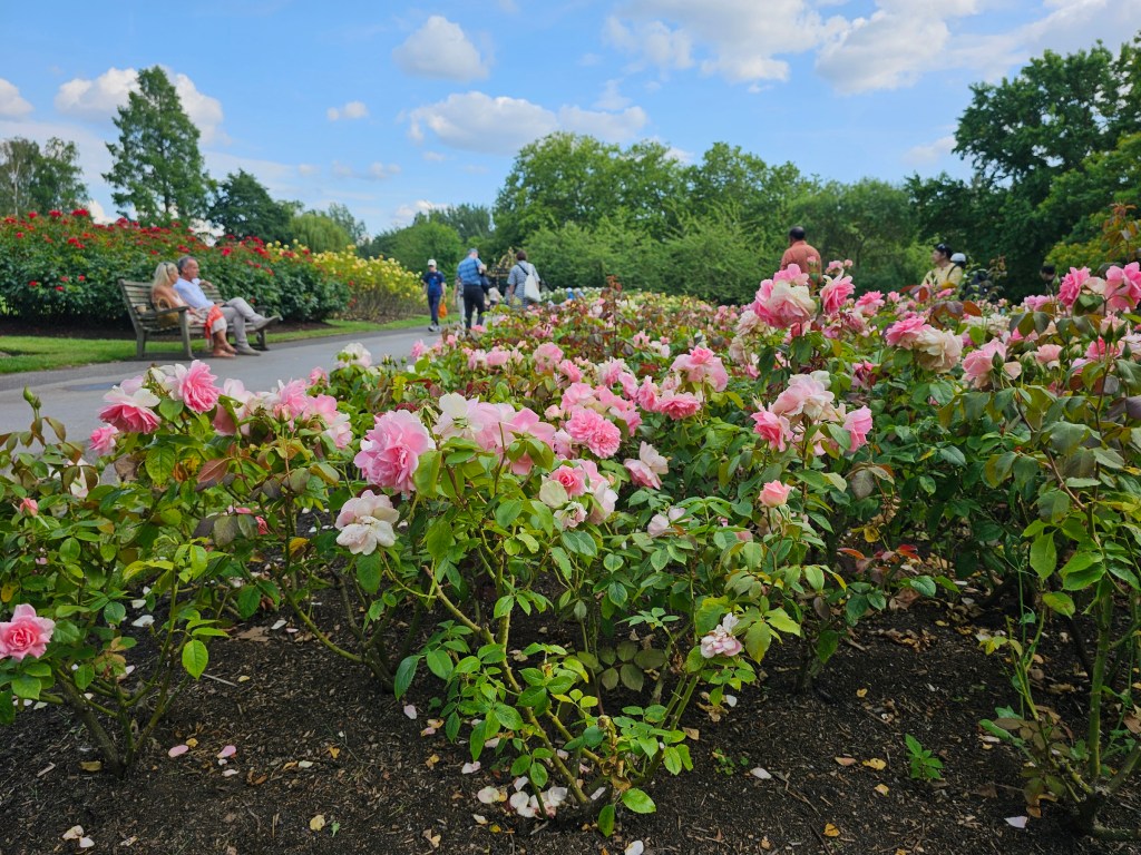 Roses in the Rose Garden in Regent's Park, London.