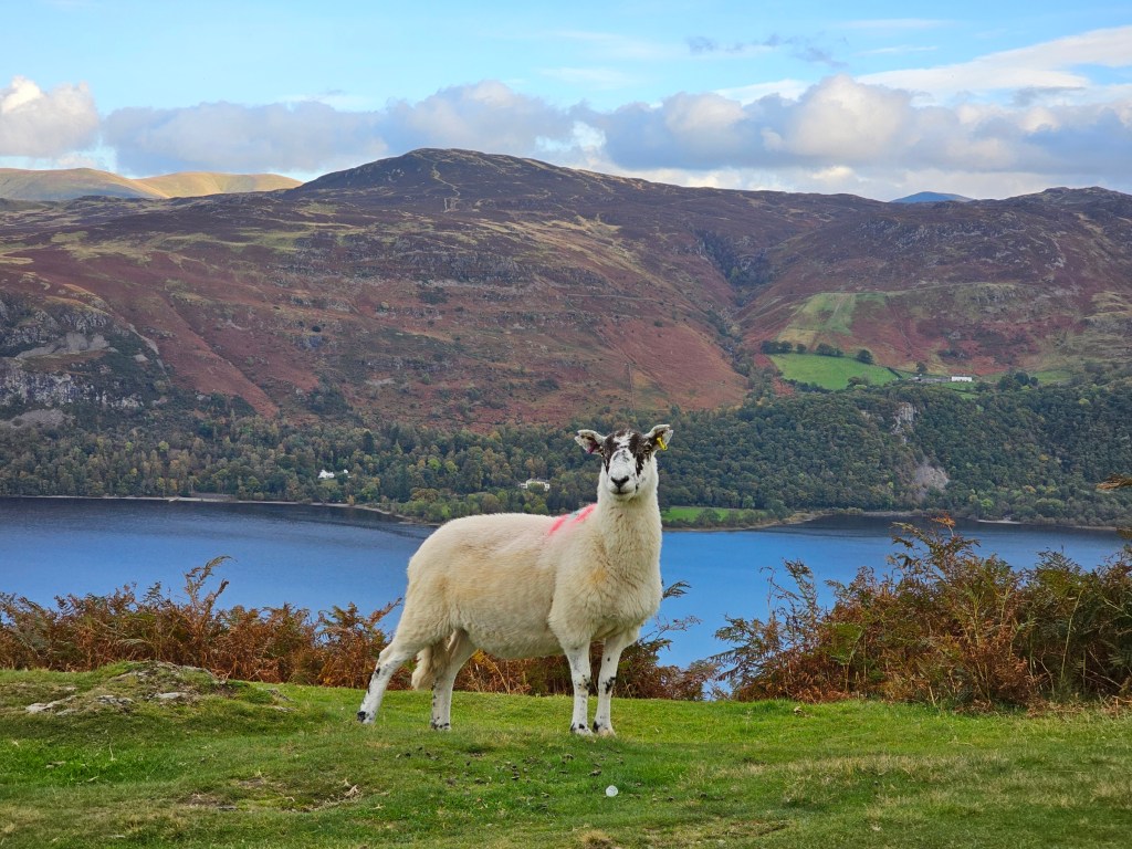 A sheep standing on a grassy hill, with Derewent Lake in the background.