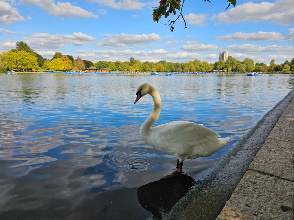 A majestic swan standing in the water by the side of a pond in Hyde Park, London.