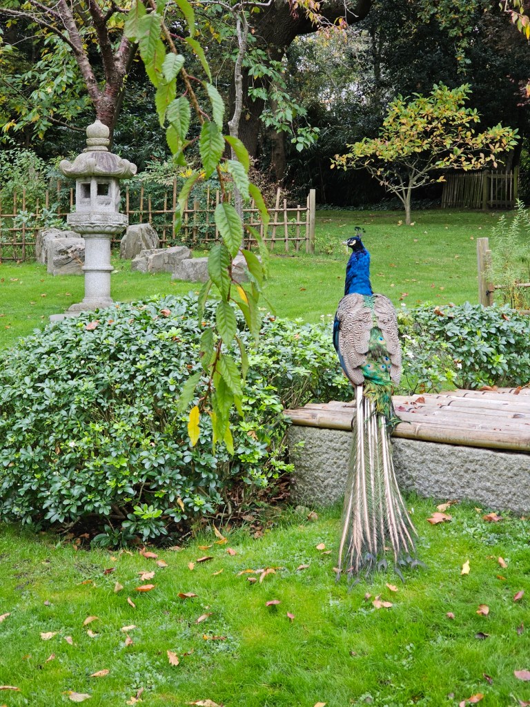 A peacock sitting on a pedestal in the Japanese Garden in Holland Park, London.