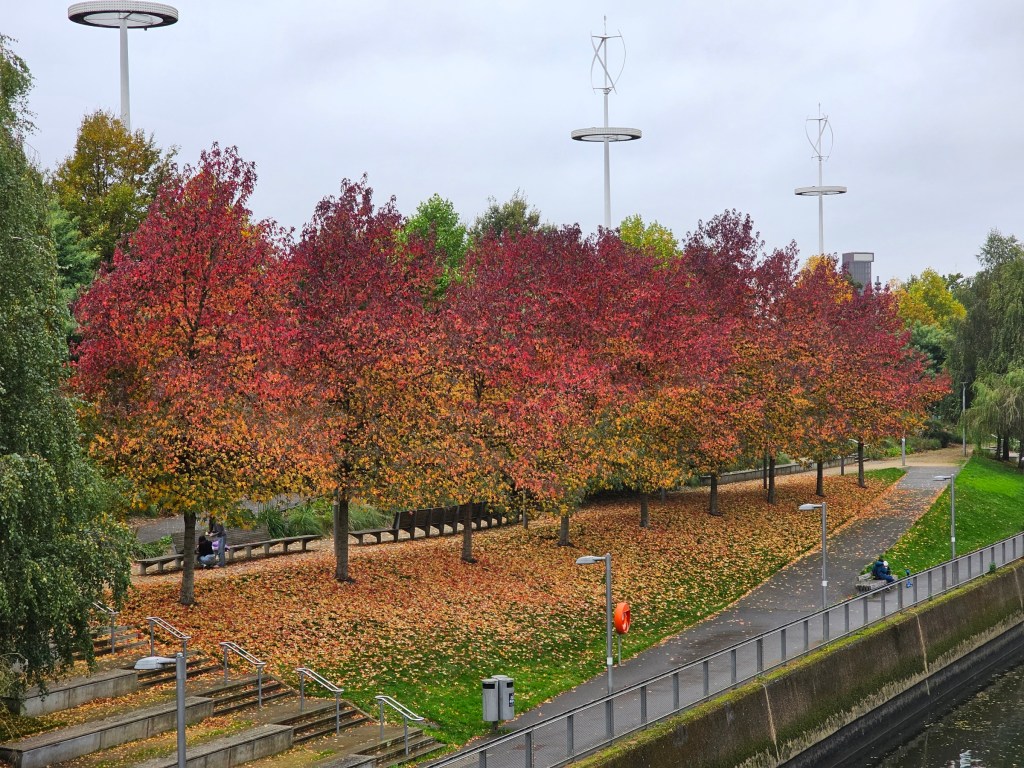 A row of orange-red trees in the Olympic Park in London, Stratford.