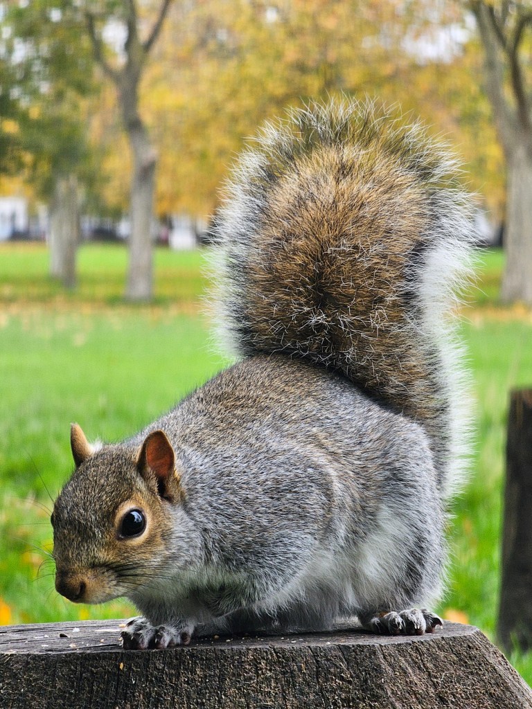 A grey squirrel sitting on a tree stump.