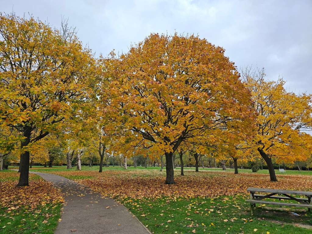 Beautiful, orange trees with lots of fallen leaves on the ground in West Ham Park, London.