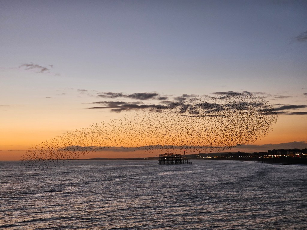 Sunset in Brighton, UK. Thousands of starling birds can be seen on the sky.
