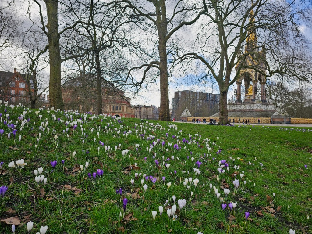 Lots of white and purple crocuses in Kensington Gardens. Albert Memorial and Royal Albert Hall can be seen in the background.