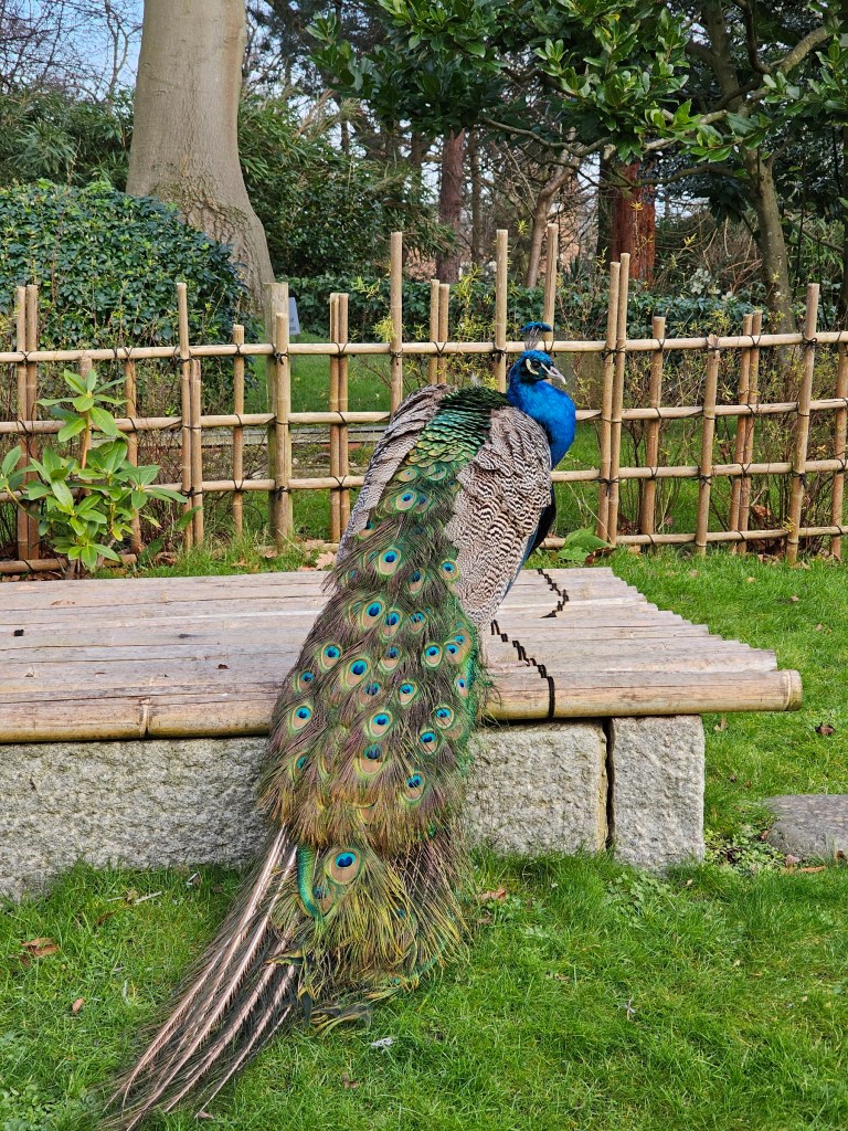 A majestic peacock in Holland Park, London.