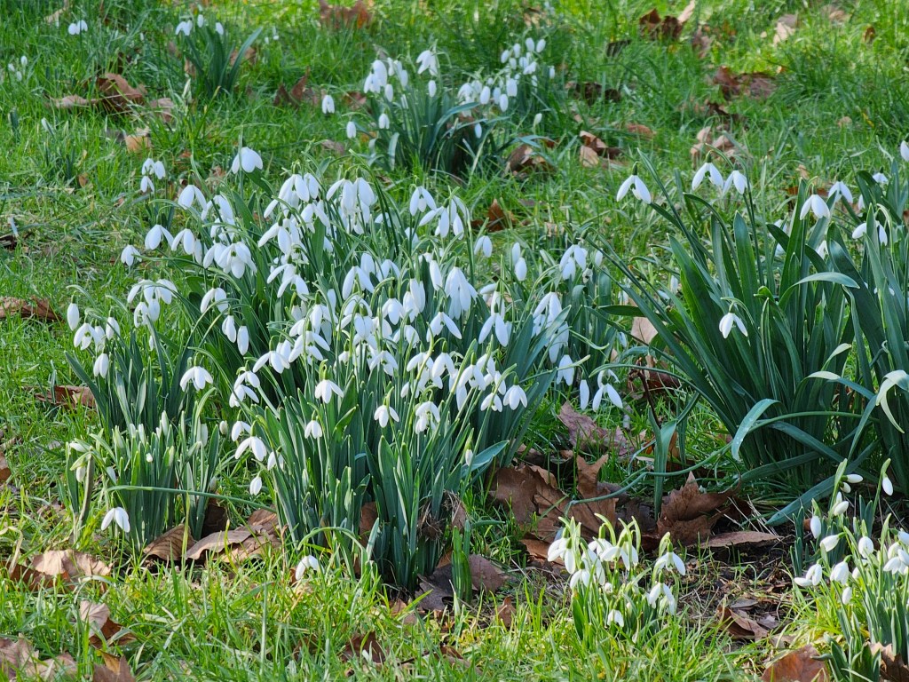 Loads of snowdrop flowers in green grass.