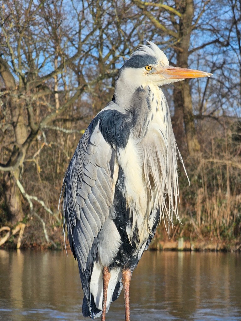 A majestic heron in Hyde Park, London.