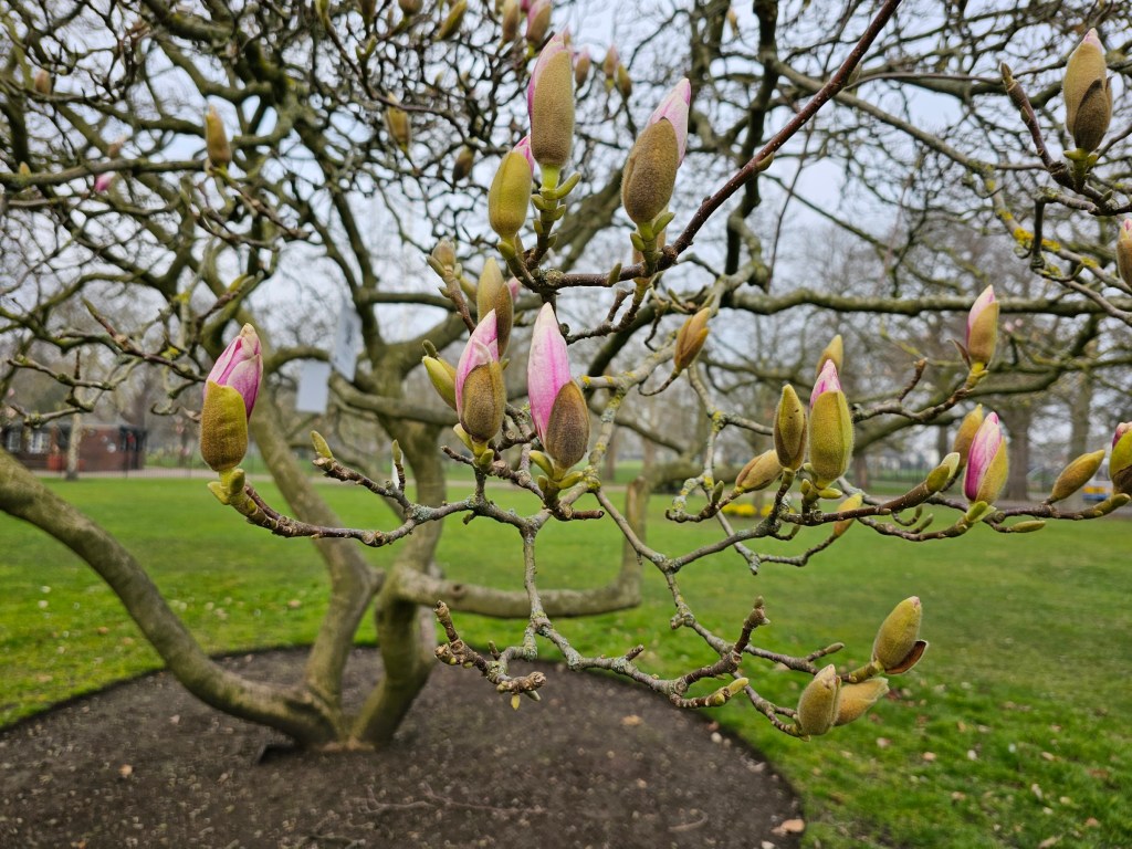 Early buds of magnolia flowers in a park.