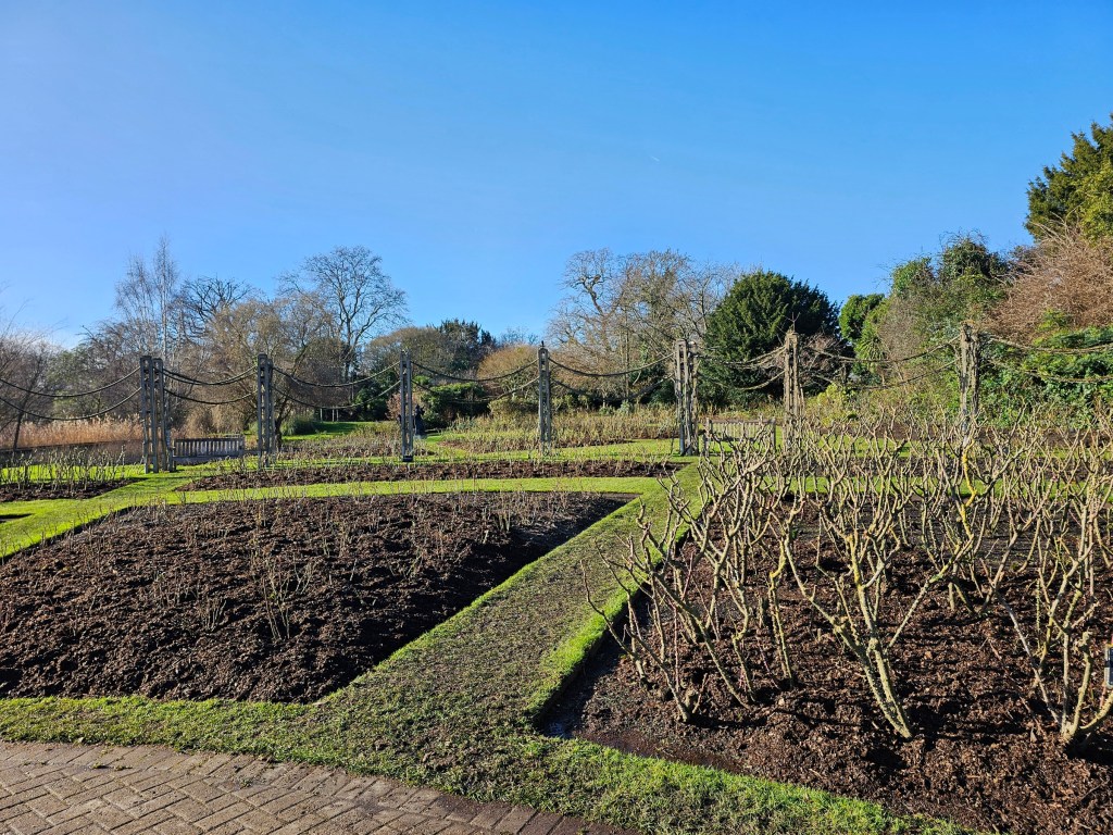 Empty rose beds in Regent's Park, London.