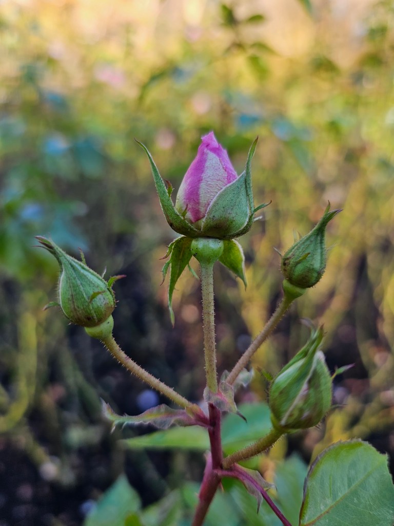 Small buds of pink roses in Regent's Park, London.