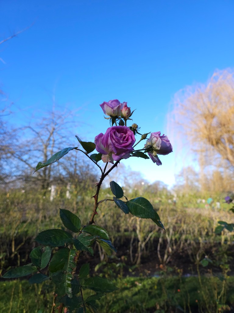 Flowering, pink rose with a handful of full flowers in Regent's Park, London.