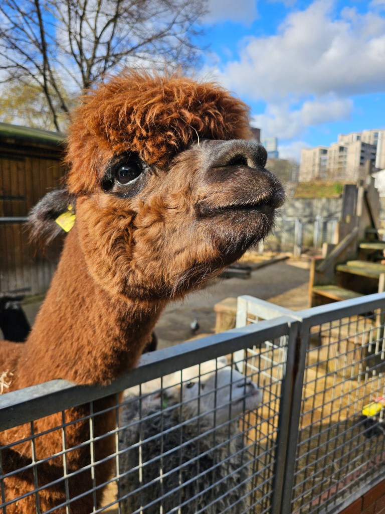 Brown alpaca in Vauxhall City Farm, London.