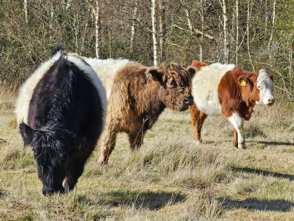 Three cows grazing on dry grass.