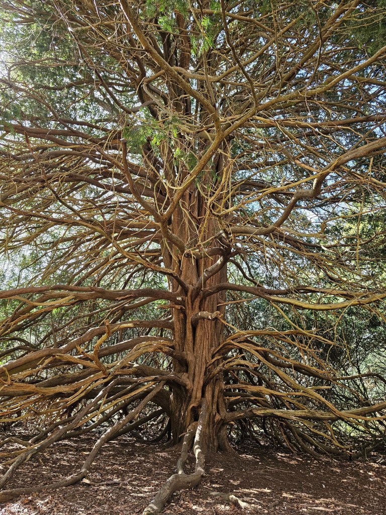 A tree with lots of small branches, starting at ground level.