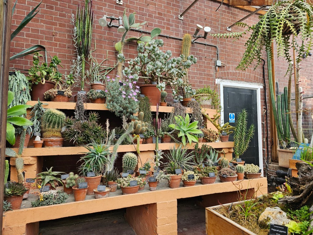A small glasshouse with succulents and cacti.