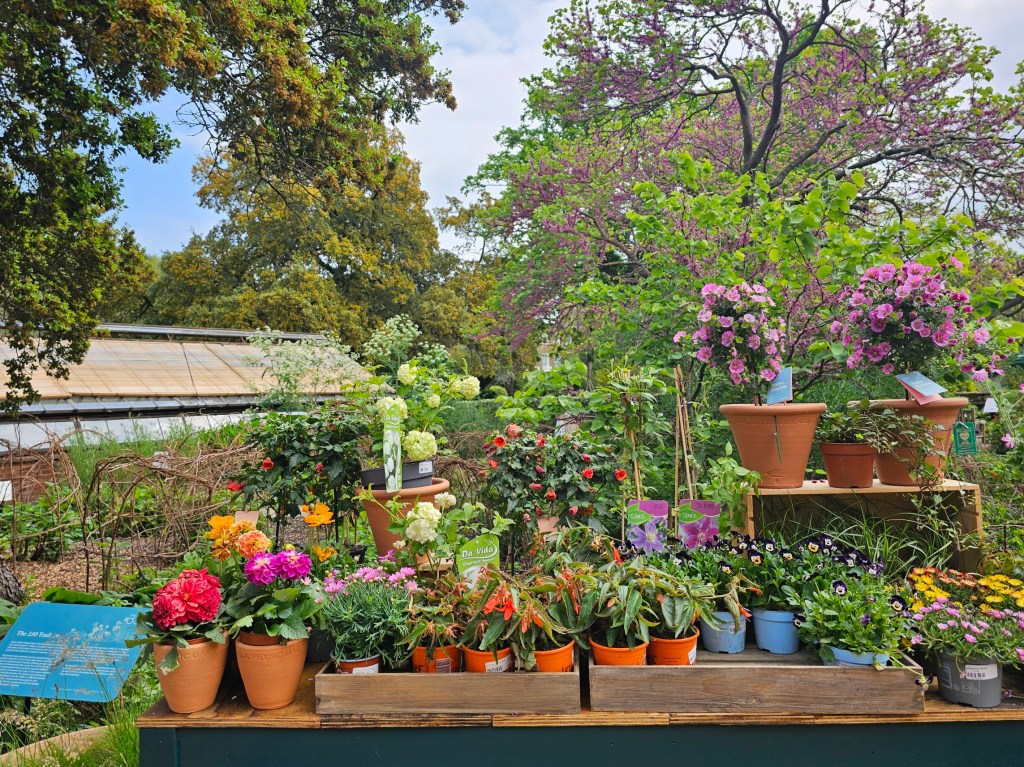 Garden fair at the Chelsea Physic Garden in London - potted plants
