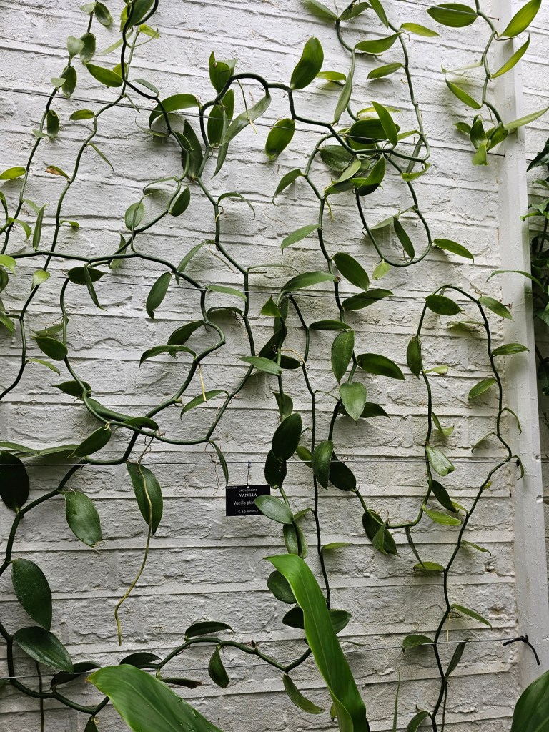 Climbing vanilla plant.